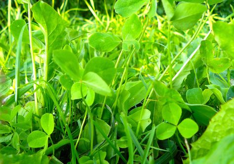 The Best Time to Plant a Clover Lawn How To Plant Clover Lawn, Clover Lawns, Clover Lawn, Replace Lawn, Clover Plant, Nitrogen Fixation, Clover Seed, Seeding Lawn, Ground Covers