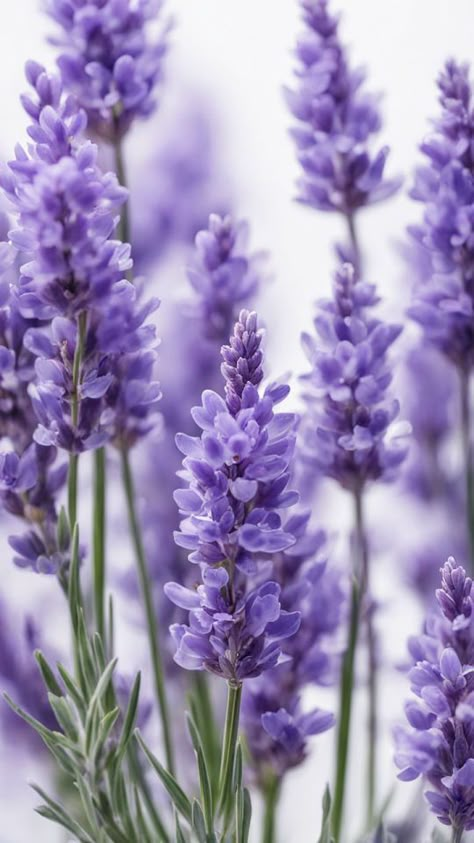 Lavender Color Palette, Trippy Aesthetic, Pretty Wallpapers Tumblr, Subtle Beauty, Lavender Bouquet, Lavender Aesthetic, Blossom Garden, Lavender Plant, Lovely Lavender