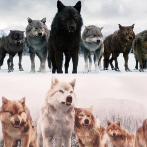 Wolf Pack Aesthetic, Twilight Werewolves, Twilight Wolves, Twilight Wolf Pack, Twilight Jacob, Twilight Wolf, Werewolf Aesthetic, Beverly Hills Chihuahua, 2010s Nostalgia