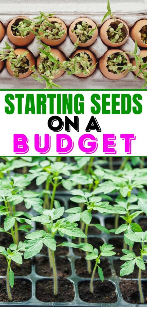 Want to save even MORE on your Garden? These tips for Starting Seeds on a Budget will help you to really up your frugal gardening game. From starting seeds in eggshells to growing seedlings without grow lights to growing seeds in paper towel rolls, there are ALL kinds of great gardening tips to save money gardening! #frugalgardening #gardeningtips Seed Starter Setup, Diy Greenhouse For Seedlings, Seedling Starters Diy, How To Start Garden Seeds Indoors, Seeding Indoors Starting, Garden Starters Seed Starting, Growing Seedlings Indoors, Seedlings Indoors Starting Diy, Indoor Seed Starting Setup Diy