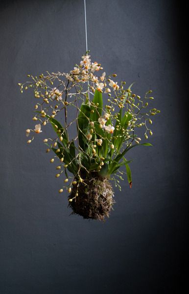 Orchid kokedama Orchid Kokedama, Hanging Kokedama, Diy Kokedama, Garden Orchids, Hanging Moss, Art Floral Japonais, Hanging Orchid, Grow Garlic, String Garden