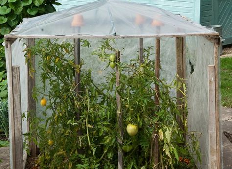 Pas à pas pour la construction d'une serre ou abri pour les tomates. Permaculture Garden, Amazing Plants, Allotment Gardening, Potager Garden, Permaculture Gardening, A Frame House, Greenhouses, Growing Vegetables, Permaculture