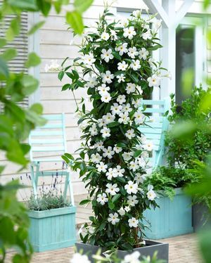 Mandevilla Vine, Fast Growing Vines, White Flowering Plants, Sun Parasol, Growing Vines, Garden Vines, Patio Plants, Climbing Vines, White Gardens