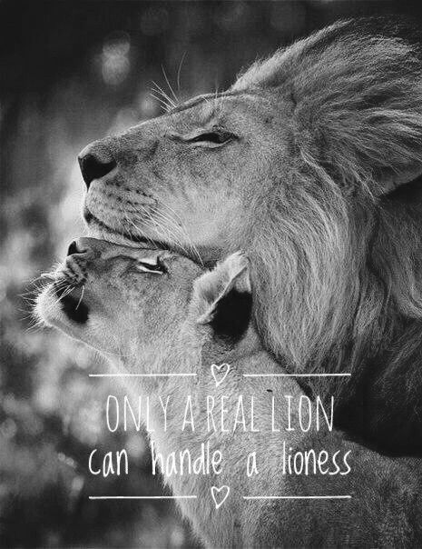 Lioness Quotes, Lion Couple, Lion Lioness, Lion Quotes, Lion Photography, Lion And Lioness, Lion Love, Lion Wallpaper, Lion Images