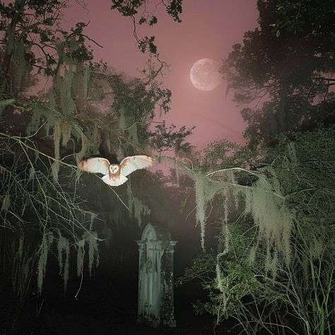 Instagram photo by anton alekseev • Apr 8, 2024 at 7:10 AM Dark Fairy Core, Southern Gothic, Gothic Aesthetic, April 7, Ethereal Art, Barn Owl, Aesthetic Photo, Anton, Dark Aesthetic