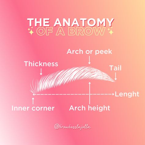 These are the basics for Brow Anatomy ✨ Have you noticed how one arch is bigger than the other? 🤔 Or one brow is longer than the other? That is normal and it's due to your bone structure and your muscles. But with microblading we measure your brows 📐 and, using the golden ratio, we design new brows based on your facial features and create the perfect brows for you 💕 Do you want to have tailor-made brows? Book a consultation! The link is in the bio 🙌 Brow Shaping Guide, Eye Brow Mapping, Eyebrow Anatomy, Brow Station, Microblade Eyebrows, Eyebrow Business, Beauty School Cosmetology, Mircoblading Eyebrows, Brow Mapping