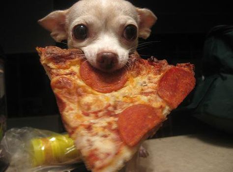 No... I did not steal a piece of your pizza. The cat did. I'm was just putting it back! Lou Dog, Animal Humor, Cute Chihuahua, Chihuahua Love, Chihuahua Dogs, Animal Pics, Funny Animal Pictures, Little Dogs, Animal Love