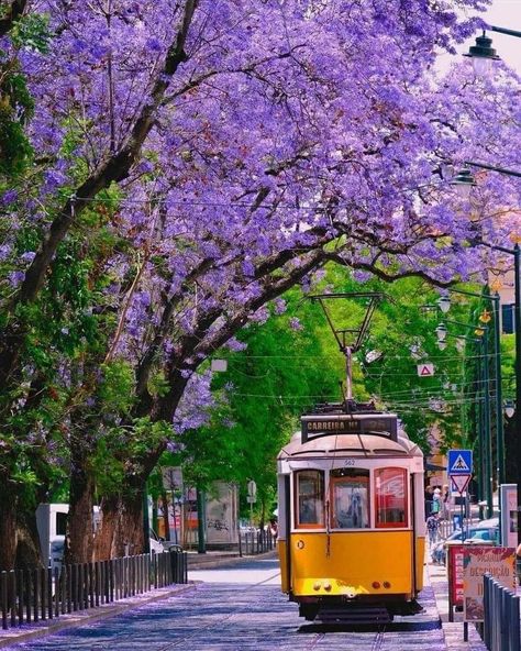 Lisbon Tram, Europe Street, Emoji Drawings, Naive Painting, Urban Sketching, Watercolor Inspiration, Street Photo, Flower Field, Algarve