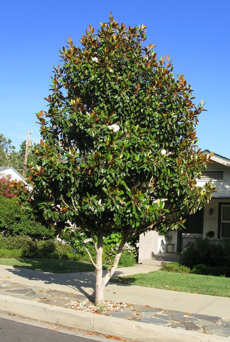 Evergreen Magnolia Tree, Planting Magnolia Tree, Saucer Magnolia Tree Front Yards, Kay Parris Magnolia Tree, Growing Magnolia Trees From Seed, Magnolia Tree Landscaping, Magnolia Little Gem, Little Gem Magnolia Tree, Evergreen Magnolia