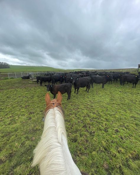 April Dump 🎱✨⚡️🤎♠️ #westernlife #ranching #cowgirls #agriculture Agriculture Student Aesthetic, April Dump, Student Aesthetic, Western Life, Agriculture, Collage, Pins, On Instagram, Quick Saves