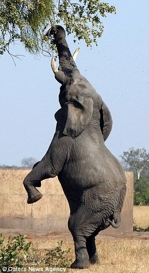 Elephant Standing Up, Elephant Reference, Elephant Anatomy, Creature Anatomy, Elephant Eating, Elephant Shrew, Elephant Pictures, Animal References, Tasmanian Devil