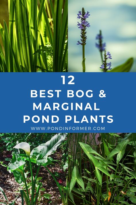 Natural Pond Plants, Bog Plants Landscaping Ideas, Bog Garden Plants, Bog Planter Ideas, Best Pond Plants, Bog Garden Ideas How To Build, Plants Around Ponds Landscaping, Bog Filters For Ponds Diy, Bog Plants Ponds