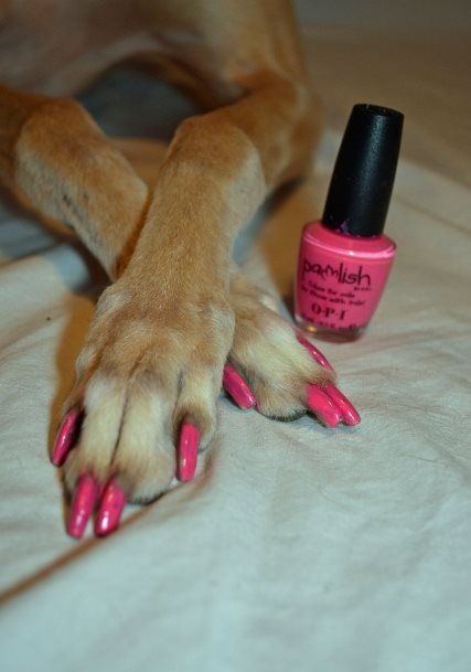 Get your pooch pampered at Woof Gang Bakery #Raleigh Lady Nails, Dogs Nails, Dog Nail Art, Toxic To Dogs, Pink Pedicure, Dog Photoshoot, Dog Nails, Summer Dog, Nails Pink