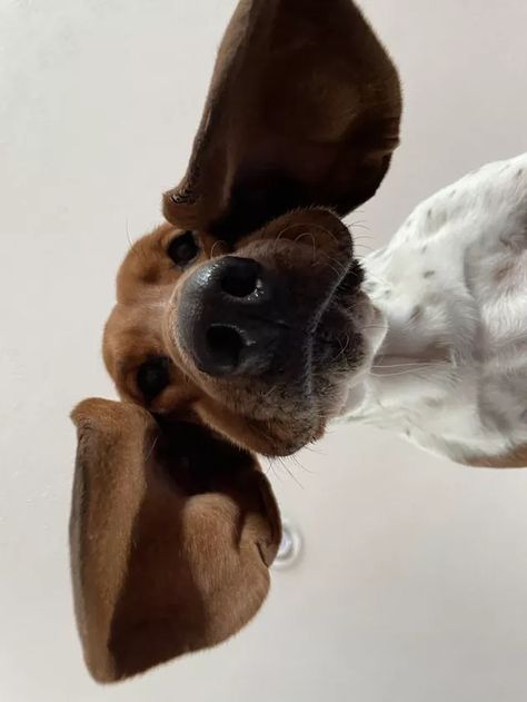 19 Adorably Unflattering Photos of Dogs Looking Down | Cuteness Cool Dog Photography, Happy Dog Photography, Dog Looking Down, Creative Dog Photos, Dog Treats Photoshoot, Studio Dog Photography, Dog Poster Design, Photo Ideas With Dogs, Dog Portraits Photography