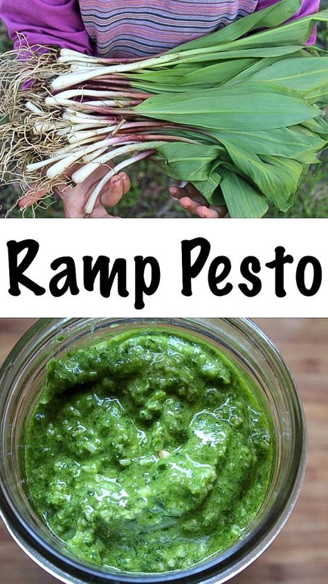 Spring Appetizer, Pesto Uses, Pickled Ramps, Wild Ramps, Anything Green, Ramp Pesto, Pesto Recipes, Wild Food Foraging, Foraging Recipes