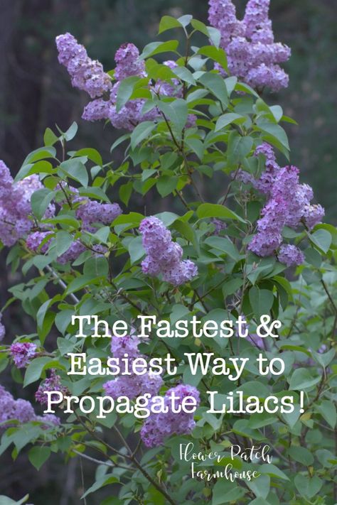 Want a lilac like your grandma, neighbor or more of what you already have? You can easily propagate them by digging up the suckers! Faster than taking cuttings and you get blooms sooner. Easy and fun, propagate lilacs from suckers. #lilacs #easygarden Lilac Bushes, Lilac Tree, Garden Shrubs, Creative Gardening, Propagating Plants, Easy Garden, Gardening For Beginners, Shade Garden, Outdoor Plants