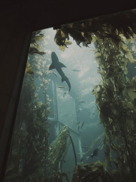 Aquarium Pictures, Self Sustaining, Water Aesthetic, Pretty Photos, Marine Animals, Ocean Creatures, Ocean Animals, The Low, Sealife