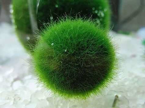 Plants For Aquarium, Moss Ball Aquarium, Marimo Terrarium, Marimo Moss, Marimo Moss Ball, Live House Plants, Moss Ball, Aquarium Terrarium, Aquarium Accessories