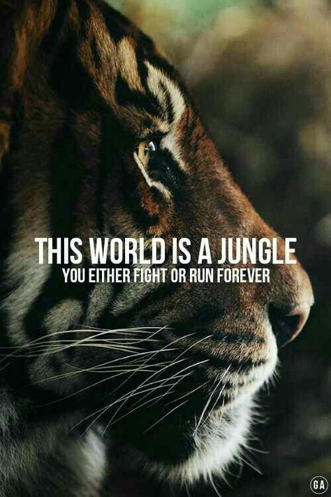 Survival of the fittest! Zig Ziglar, Cheetahs, A Tiger, Daily Inspiration Quotes, Big Cats, Beautiful Creatures, Wild Cats, Animals Beautiful, Jaguar