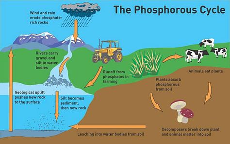 Phosphorus is required for the success of a garden. Organic garden or not, this beneficial nutrient is important! We also discuss good organic sources of it Phosphorus Cycle, Plant Chemistry, Biogeochemical Cycles, Biology Journal, Agriculture Science, Plant Tissue Culture, Nutrient Cycle, Science Drawing, Nitrogen Cycle