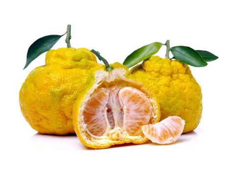 Two yello ugli fruit on a white background with an ugli fruit cut in half in front of them. Fruit Nutrition Facts, Funky Fruit, Fruit World, Human Digestive System, Citrus Grove, Fruit Nutrition, Plant Types, Plant Pests, Plant Problems