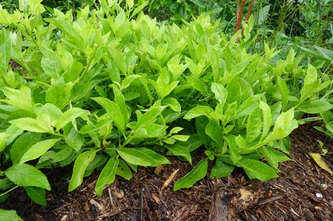 Longevity spinach | Edulis Designs Gynura Procumbens, Longevity Spinach, Forest Survival, Herbs For Healing, Clumping Bamboo, Edible Weeds, How To Thicken Sauce, Apricot Tree, Plant Zones