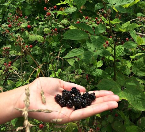 Homemade Blackberry Jelly – Easy Step-by-step Instructions – Farm Fresh For Life – Real Food for Health & Wellness Demeter Aesthetic, Blackberry Jelly Recipe, Food For Health, Camp Half Blood Cabins, Percy Jackson Cabins, Cabin Aesthetic, Greek Gods And Goddesses, Jelly Recipes, Vegetable Drinks