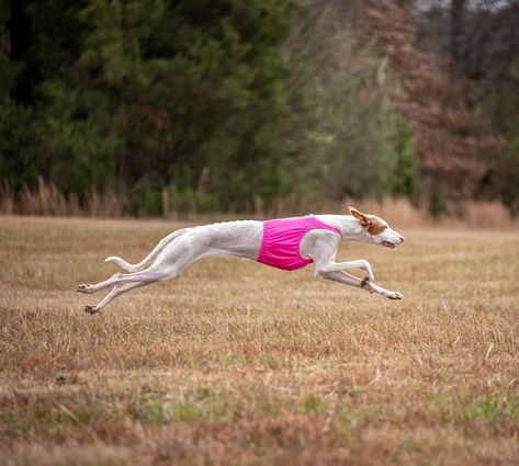 Alta 🐶 and London 🇬🇧 on Instagram: “We are going to go lure coursing for three days! It’s one of our Christmas presents and our favorite. What did you get for Christmas that…” Lure Coursing, Dog Sports, Sporting Dogs, Working Dogs, Three Days, Christmas Presents, London, Photo And Video, Sports