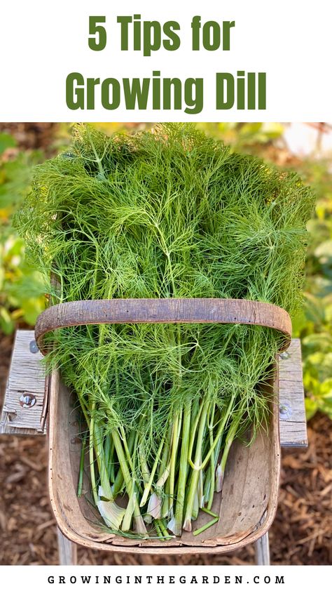 What To Do With Herbs From Garden, Dill Growing Tips, Growing Dill Indoors, How To Grow Dill In A Pot, Growing Dill Outdoors, Growing Dill In A Container, Dill Plant How To Grow, Preserve Dill, Growing Dill From Seed