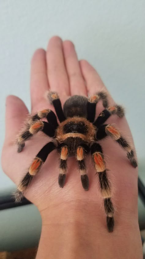 Tranchulas Pet, Trantuala Spider Pet, Tarantula Wallpaper, Pink Toed Tarantula, Tarantula Aesthetic, Tarantula Cute, Mexican Red Knee Tarantula, Tarantula Pet, Cute Spiders