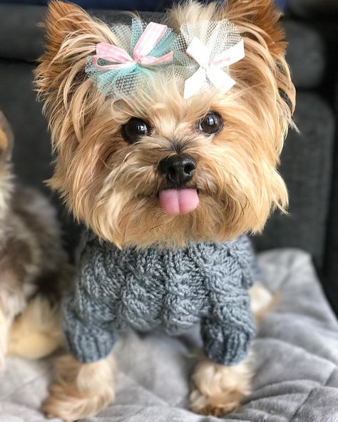 @skeeterlovespandy on Instagram: “I had the best Gotcha Day! I had two whole pupcakes and there's lots of leftovers, so I'm hoping I can eat them all! 😝 Thanks for all of…” Perro Shih Tzu, Teacup Yorkie Puppy, Yorkie Terrier, Teacup Yorkie, Yorkie Dogs, Yorkshire Terrier Puppies, Yorkie Puppy, Cute Dogs And Puppies, Baby Dogs