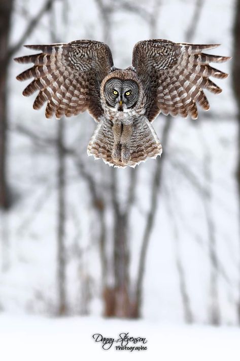 Grey Owl, Great Grey Owl, Gray Owl, Quebec Canada, Move In, Owls, Cool Art, Character Design, Birds