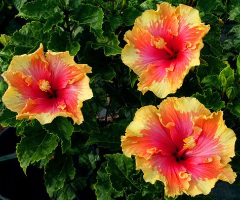 There are over 200 different species of hibiscus plants in the world, and each variety differs in size, shape, and color. When someone refers to a hibiscus plant, it is hard to differentiate between the different varieties, but luckily, many of the species of hibiscus can be separated into two categories: tropical hibiscus and hardy … Hibiscus Image, Yellow Hibiscus Flower, Growing Hibiscus, Hibiscus Garden, Hardy Hibiscus, Flower Varieties, Tropical Flower Plants, Yellow Hibiscus, Hibiscus Plant