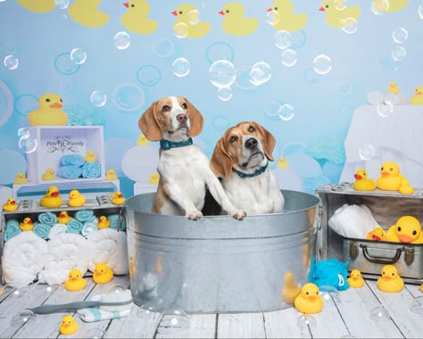 Dog Photography Backdrop, Dog Backdrop Ideas, Dog Photo Props, Creative Pet Photography, Dog Photobooth Ideas, Dog Grooming Photo Backdrop, Fun Dog Photoshoot, Summer Dog Photoshoot, Dog Photo Backdrop