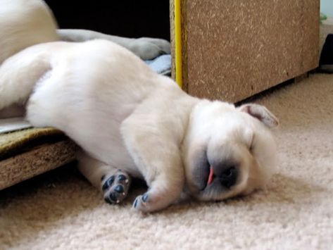 20 Sleepy Puppies That Just Could NOT Stay Awake – Page 5 of 20 Sleepy Puppies, Puppy Jokes, Lil Space, Tired Puppy, Sleepy Dog, Sleepy Puppy, Cutest Puppy Ever, Cute Puppy Breeds