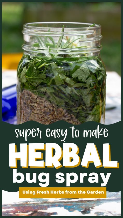 herbal bug spray steeping in a mason jar Herbs For Bug Repellent, Herbal Bug Repellent, Lemon Balm Bug Repellent, Basil Herbal Remedies, Beauty Berry Bug Spray, Jewelweed Spray Recipe, Natural Bug Repellent For Yard, Vanilla Bug Spray Recipe, Lemon Balm Bug Spray