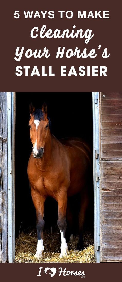 You might not like it, but cleaning your horse's stall is one of your most important chores as a horse owner. It's dirty, smelly, and time consuming work, but someone has to do it. You can lessen your load by following these five tips to make stall mucking a lot easier. Read through now to learn how. #horses #horseowner #horsecare #horsestall #horsetips #horsehacks #barnchores #barnlife Stall Cleaning, Equestrian Barns, Horse Ownership, Diy Horse Barn, Horse Story, Horse Care Tips, Equestrian Problems, Horse Training Tips, Barrel Horse