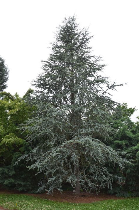 Atlas Cedar Tree, Tennessee Ranch, Colorful Landscaping, West Tennessee, Blue Atlas Cedar, Cedrus Atlantica, Atlas Cedar, Leyland Cypress, Garden Problems