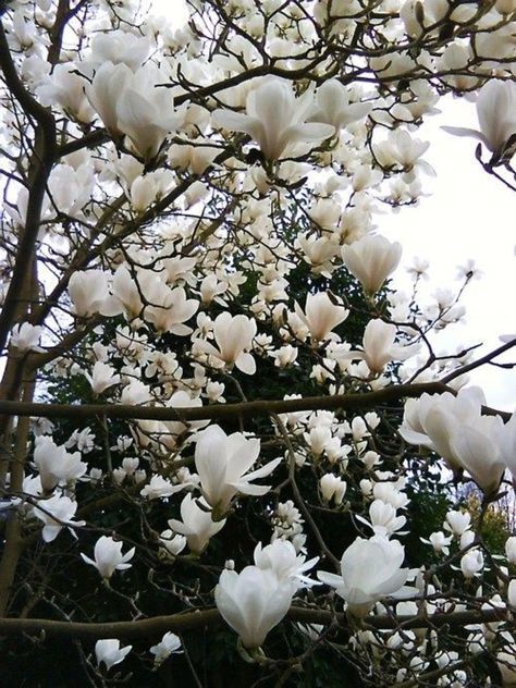 White Magnolia Tree, White Blossom Tree, Evergreen Magnolia, Plants For Home Garden, Perennial Flower, Plants For Home, White Blossom, Flowering Tree, Fragrant Garden