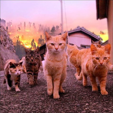 Badass Cats - 9GAG Gatto Carino, Cat Pose, Warrior Cat, Cat Walk, Cute Kittens, Warrior Cats, Cats Meow, Pretty Cats, Beautiful Cats