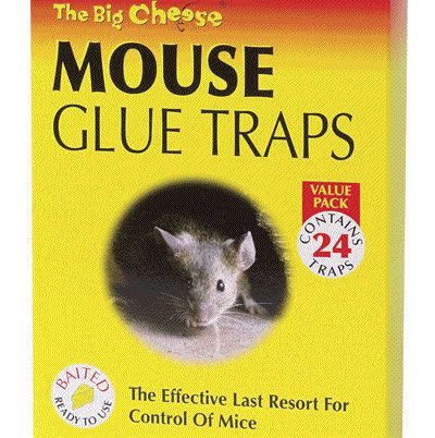 How to Make Sticky Glue for Mouse Trap – Pack Rat journey Homemade House Cleaners, Bucket Mouse Trap, Mouse Trap Board Game, Mouse Trap Game, How To Make Glue, Best Mouse Trap, Glue Trap, Pack Rat, Getting Rid Of Mice