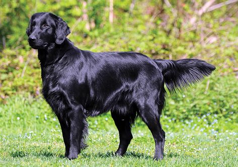 Flatcoat Retriever, Flat Coat Retriever, Black Golden Retriever, Nice Dogs, Golden Retriever Breed, German Pointer, Flat Coated Retriever, Cocker Spaniel Dog, Black Labs