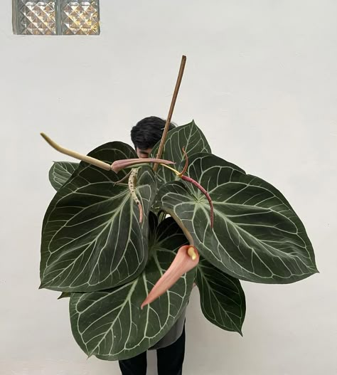 Anthurium King Of Spades, Unique House Plants, Botany Aesthetic, Green Wall Plants, Interior Design Plants, Plant Party, Plant Projects, Inside Plants, Plant Aesthetic