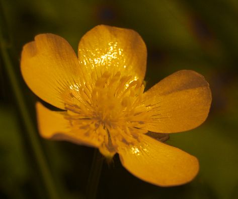 shining buttercup | Jason | Flickr Yellow Leaves Aesthetic, Yellow Flowers Aesthetic Vintage, Buttercup Flower Aesthetic, Buttercups Aesthetic, Buttercup Plant, Buttercup Aesthetic, Cody Core, Sunshine Character, Iris Aesthetic