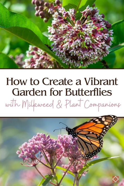 Create a butterfly-friendly garden that’s both beautiful and beneficial! Learn how to grow milkweed and companion plants to attract and support monarch butterflies. This guide will help you design a vibrant garden filled with life and color, perfect for pollinators and wildlife enthusiasts alike. Planting Milkweed, Plant Companions, Help Plants Grow, Milkweed Seeds, Milkweed Plant, Swamp Milkweed, Zinnia Elegans, Asclepias Tuberosa, Companion Plants