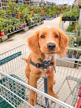 10 Charming Cocker Spaniel Mixes That Will Surely Capture Your Heart Cocker Spaniel Lab Mix Dogs, Mini Cocker Spaniel, Golden Cocker Spaniel Puppies, Golden Retriever Cocker Spaniel, Cocker Spaniel Poodle Mix, Red Cocker Spaniel, English Cocker Spaniel Puppies, Cocker Spaniel Poodle, Cocker Spaniel Breeds