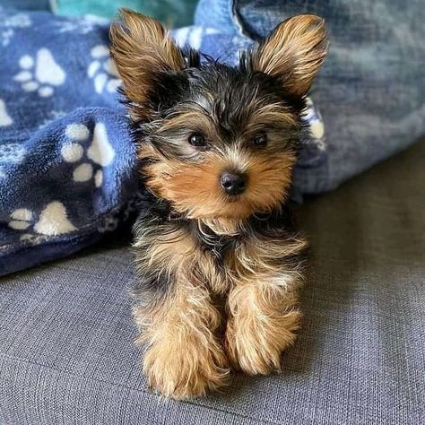 #yorkiesofinstagram #yorkie #yorkiepuppy yorkie puppies for sale yorkie puppies for sale in usa yorkie puppies for sale near me Yorkies Puppies, Micro Teacup Yorkie, Yorkshire Terrier For Sale, Mini Yorkie, Human Food For Dogs, Yorkshire Puppies, Teacup Yorkie For Sale, Micro Teacup Puppies, Yorkie Puppies For Sale