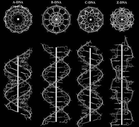 “Typical side views of regular helical structures of A, B, C and Z DNA, including top views showing sacred geometry of DNA. ” Flower Of Life Pattern, Sacred Geometry Patterns, Sacred Geometry Symbols, Sacred Geometry Tattoo, Geometry Tattoo, Geometry Shape, Sacred Geometric, Sacred Geometry Art, Spirit Science