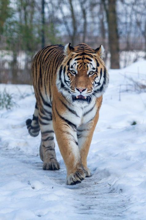 Tiger Photography, Amur Tiger, Tiger Jewelry, Regnul Animal, Tiger Love, Cat Species, Tiger Pictures, Wild Tiger, Siberian Tiger