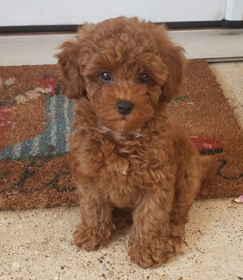 Brown Mini Poodle, Small Brown Dog, Curly Dog, Toy Goldendoodle, Big Dogs Breeds, Biggest Dog In The World, Biggest Dog, Poodle Haircut, Brown Puppy